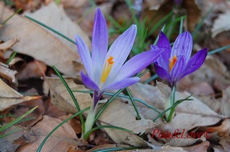 Pisa maremmonti*. Pisa maremmonti*.