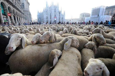 l43-pecore-milano-111001105921_big