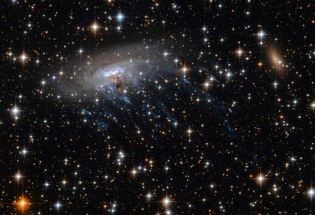 Questa immagine del telescopio spaziale di NASA/ESA Hubble ritrae la galassia a spirale ESO 137-001, circondata dallo sfondo brillante del cluster Abell 3627. Al centro della galssia si vedono delle striature blu chiaro: si tratta di giovani stelle vista all'ultravioletto. Crediti: NASA, ESA. Acknowledgements: Ming Sun (UAH), and Serge Meunier