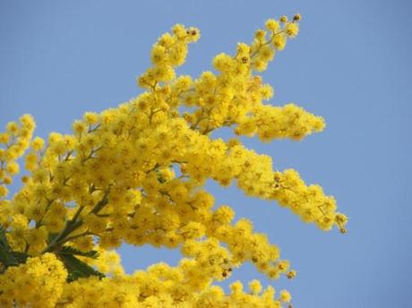 eh si.. mimosa in ogni dove e se siete allergiche.. son czzi vostri