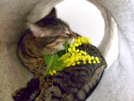La mia gatta, Tatina, che sgranocchia una mimosa