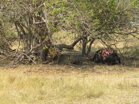 Riserva Naturale di Moremi - Botswana