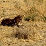 Safari Australe Ovest #5: la Riserva Naturale di Moremi in Botswana