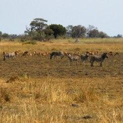 Safari Australe Ovest #5: la Riserva Naturale di Moremi in Botswana