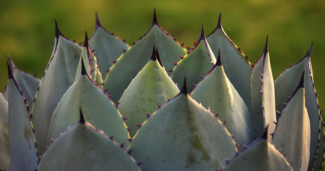 AGAVE