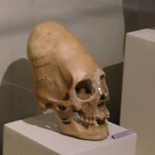 I crani allungati di Paracas mandano in subbuglio il web