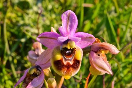 Le orchidee del Gargano, il photowalking sul Gargano dal 25 al 27 aprile