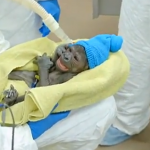 Zoo di San Diego: il baby gorilla viene al mondo grazie al cesareo (video)