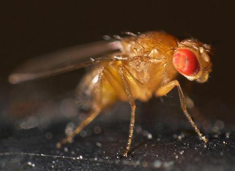 Effettuando una serie di esperimenti su Drosophila melano...