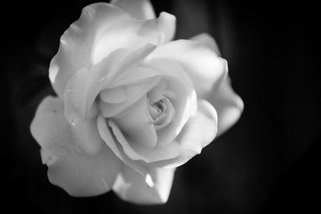 fiore bianco e nero