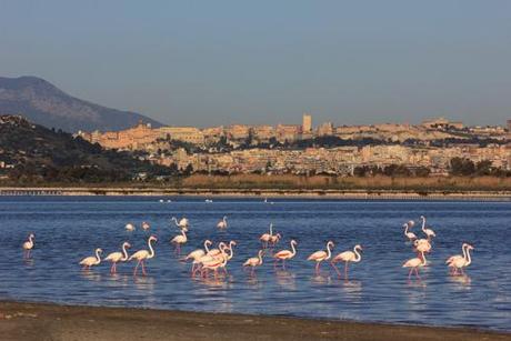 La ristrutturazione delle Saline di Cagliari Fenicotteri - Saline