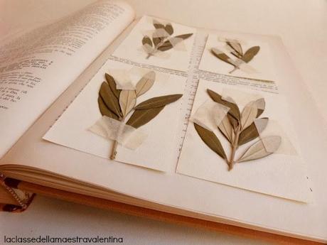 COLOMBINE PORTA ULIVO COLOMBINE PORTA ULIVO