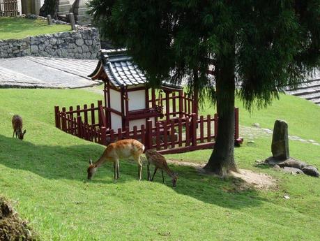 Himeji e Nara