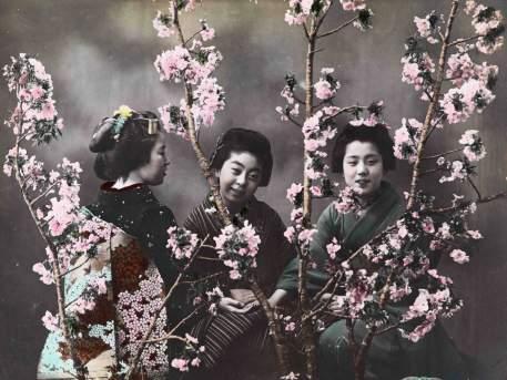 fiori di ciliegio Giappone