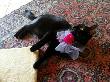 A domanda rispondo – Liebster award 2014 gatto con coccarda rosa