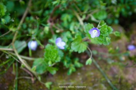 E' Primavera