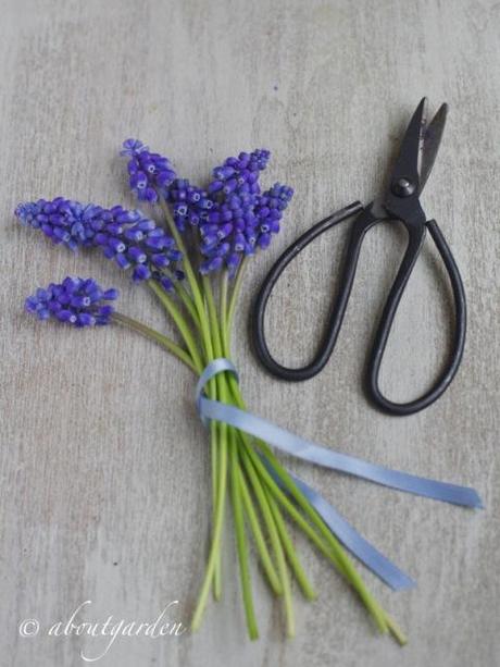 muscari cut