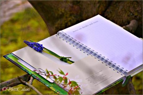 #fioridivenerdì- – - – - – - un regalo per me DSC_0024_20140321_My Gardening Journal
