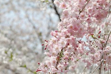 Ciliegi in fiore al giardino botanico di Kyoto