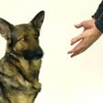 Prestigiatore fa sparire i biscottini dei cani: eccole reazioni (video)