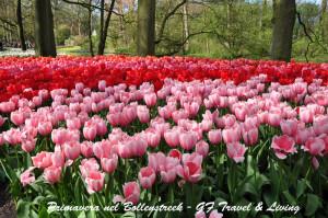 Keukenhof: un'esplosione di profumi e colori