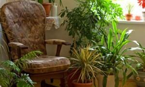 La carta d’identità del giardino o del balcone rimedi-nonna-piante