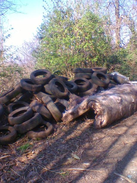 Inquinamento del bosco Inquinamento del bosco