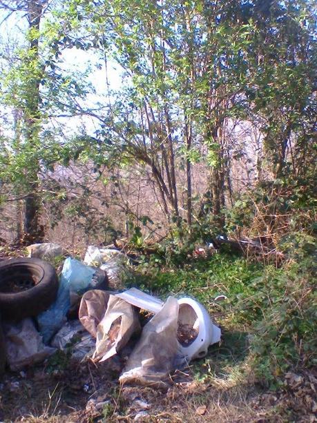 Inquinamento del bosco Inquinamento del bosco