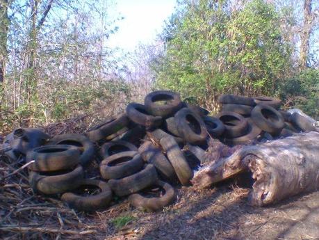 Inquinamento del bosco Inquinamento del bosco