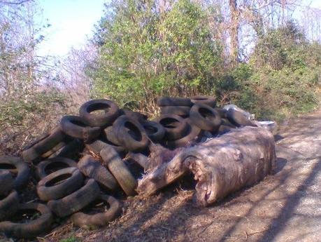 Inquinamento del bosco Inquinamento del bosco