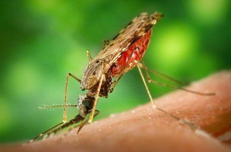 Cosa sapere sulla profilassi antimalarica