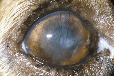 CONGIUNTIVITI NEL CANE E INTOLLERANZE ALIMENTARI CONGIUNTIVITI NEL CANE E INTOLLERANZE ALIMENTARI