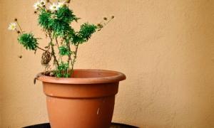 Una pianta da interni può essere semplice da innaffiare... o no?