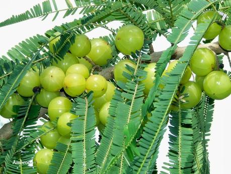 Amla: l'utilizzo sui Capelli