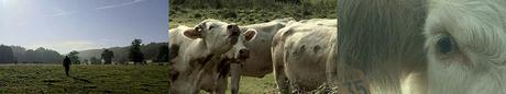 Bovines (ou la vraie vie des vaches)