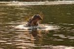 Ippopotamo nel fiume Zambesi - Cascate Vittoria Zimbabwe