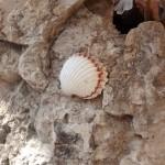 IMG 19700515 180537023 150x150 Motorola Moto X vs Moto G: fratelli a confronto recensioni IMG 19700515 180537023 150x150 Motorola Moto X vs Moto G: fratelli a confronto recensioni