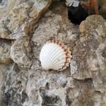 IMG 20140324 1516017842 150x150 Motorola Moto X vs Moto G: fratelli a confronto recensioni IMG 20140324 1516017842 150x150 Motorola Moto X vs Moto G: fratelli a confronto recensioni