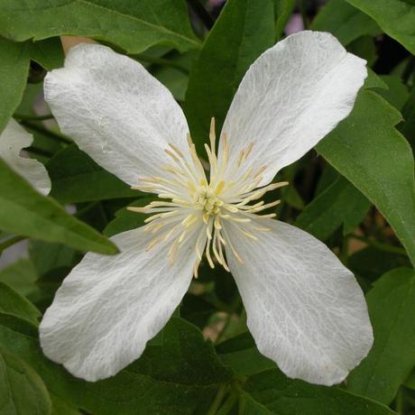 Clematidi per il cielo….e per la terra Clematis montana 'Superba'