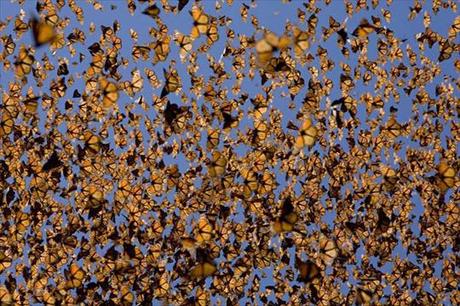 Farfalle monarca in volo