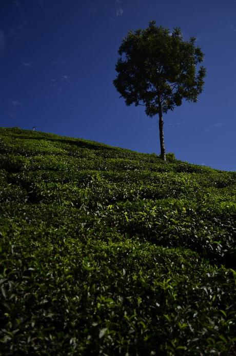 Nelle Terre del Tè: Darjeeling vs Munnar