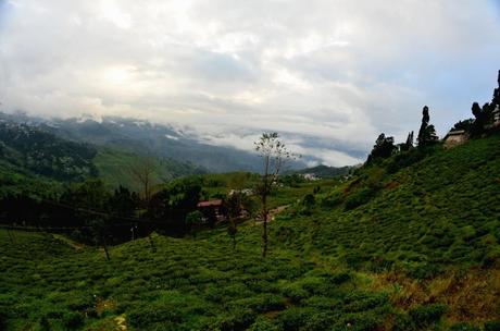 Nelle Terre del Tè: Darjeeling vs Munnar