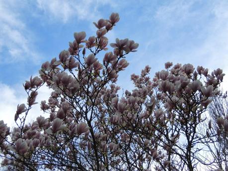 IL MESE HANAMI - Come preparare il tè Giapponese