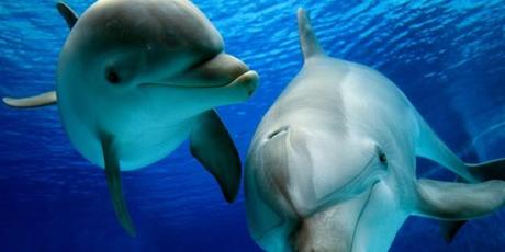 Messo a punto un traduttore per il linguaggio dei delfini