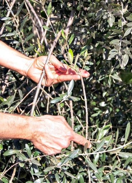 Laudemio seconda puntata: il fascino della potatura.