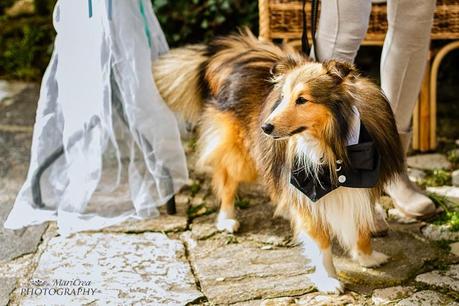 weddingdogsitter