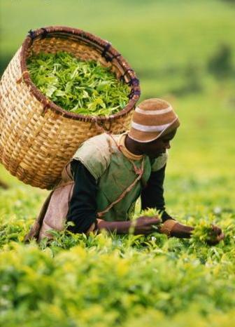 Burundi_tea