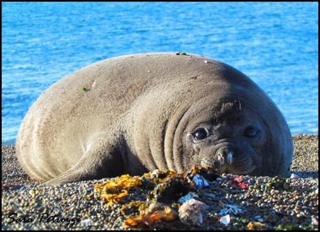 19.dolcezza infinita 0 543x393 I tesori della Penisola Valdés, seconda parte: un grande amore