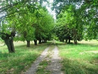 SABATO PROSSIMO 12 APRILE ALLE 11.00  AL CABRIOLO NEL VIALE DEI GELSI, CONFERENZA STAMPA DI GABRIELE RIGONI, CANDIDATO SINDACO DELLE LISTE CIVICHE.   ALLA CONFERENZA STAMPA INTERVERRA'  MARIO CANTINI