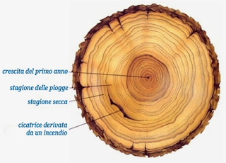 Archeologia. Le analisi al Carbonio 14 e la dendrocronologia